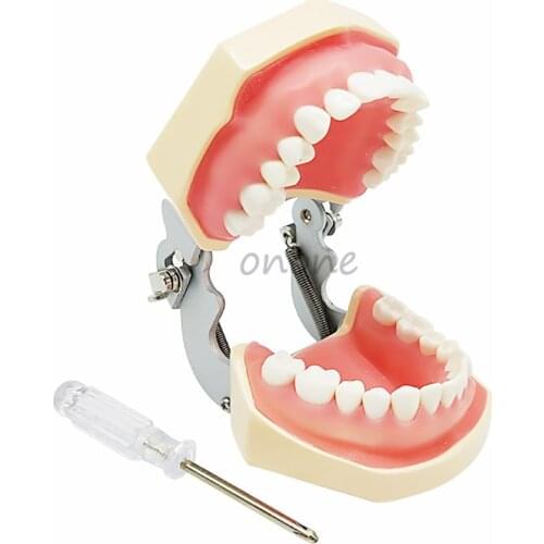 1pcs Standard Deciduous Teeth Model 28pcs Tooth Soft Gum Teaching Model Dentist Student Learning with Screw Driver