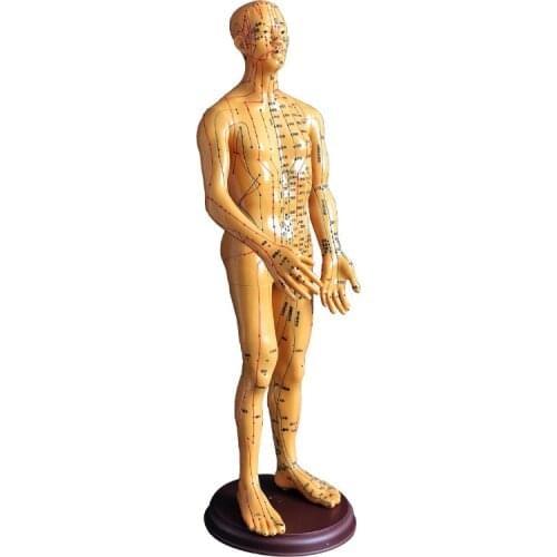 Meridian model human acupuncture point human body model 48/50cm Medical Education Appliances male Female white copper