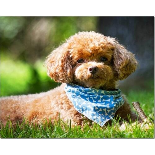 Poodle Icon 5d Diy Diamond Painting Cross Stitch Diamond Embroidery animal pet photo Diamond Mosaic Christmas GiftZP-3196