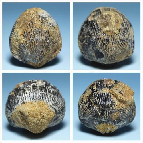 No-dong Shell fossil natural stone scallop shells fossil fossil specimens of ancient animal fossils teaching