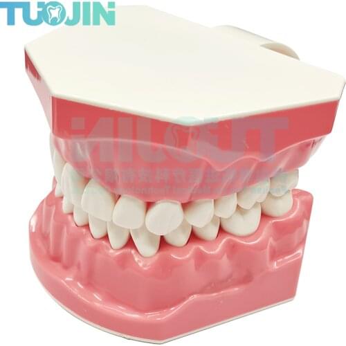 Teeth Model Dentistry Teaching Kindergarten Demonstration brushing teeth Tool 2 times larger Study Demonstration Model Tool