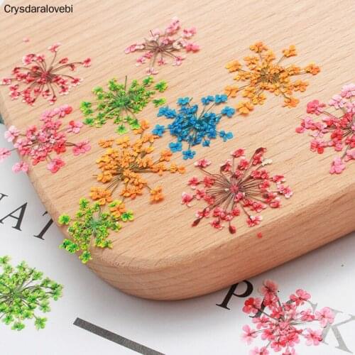 156pcs Dried Pressed 20-25mm Ammi Majus Flower Plants Herbarium For Jewelry Postcard Bookmark Phone Case Candle Scrapbook Making