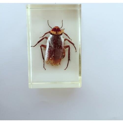 Cockroach Shape Embedded Specimen Models Transparent Resin Insect Specimen Biological Entomology Teaching Aids Resin Craftwork
