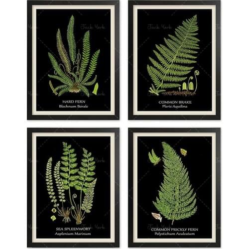 Black Fern Poster Set Fern Print Green Fern Leaf Botanical Art Antique Fern Kitchen Wall Decor Home Decor Botanical Wall Decor