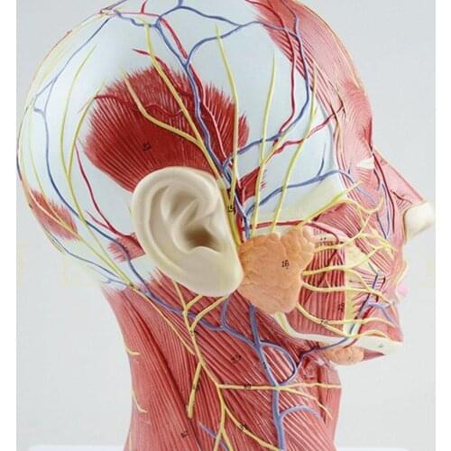 Human Muscle Modle And Nerve Blood Vessel, Head Section Brain, Human Anatomy Model. School Medical Teaching