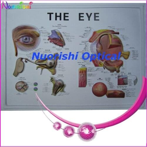 E4604 eyeball eye model plastic eyeball English and Chinese detailed instruction lowest shipping costs