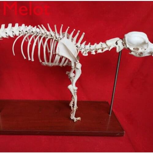Dog Bone Animal Bone Pet Specimen Model Real Bone Dog Bone Teaching Aids Veterinary Medical Equipment