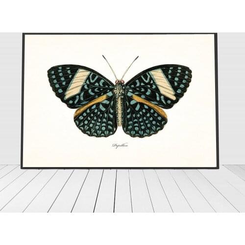 Vintage Insect Posters and Prints Butterfly Specimen Canvas Painting Nursery Wall Pictures for Living Room Home Decor No Frame