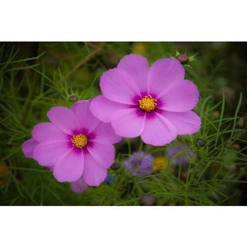 Wildflowers 5D DIY full diamond painting embroidery cross stitch mosaic home decoration wall decor handmade diy gift