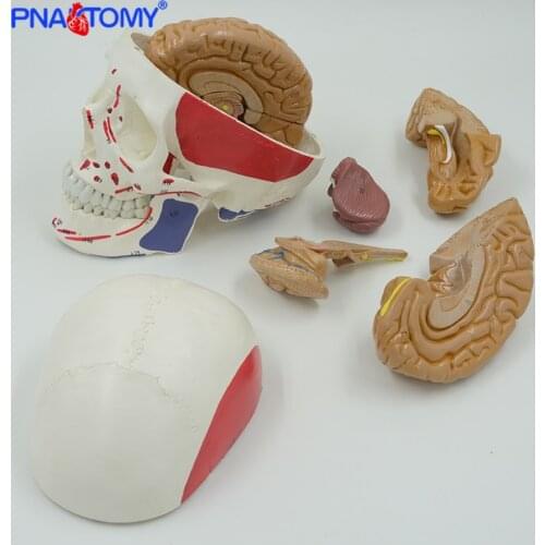 Brain Anatomy Model Detachable 8 Parts with Instruction and Muscular Skull Model Life Size Medical School Used PNATOMY