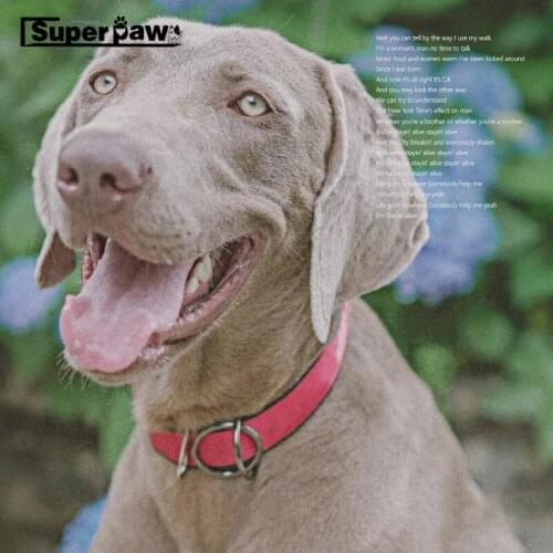 Fashion Adjustable Collar Leash for Small Medium Large Dogs Puppies Outdoor Pet Dog Cat Leading Accessories Dropshipping SCL01