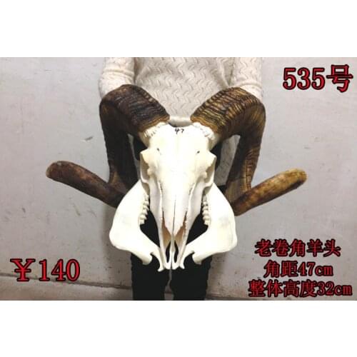 Head Arts Crafts Natural yak skull crafts tau sheepshead decorations, special mural handicraft gifts hanging ornaments