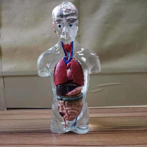 Human Torso Model Internal Organs Model Dismountable Anatomy Medical Teaching Human Organ Model