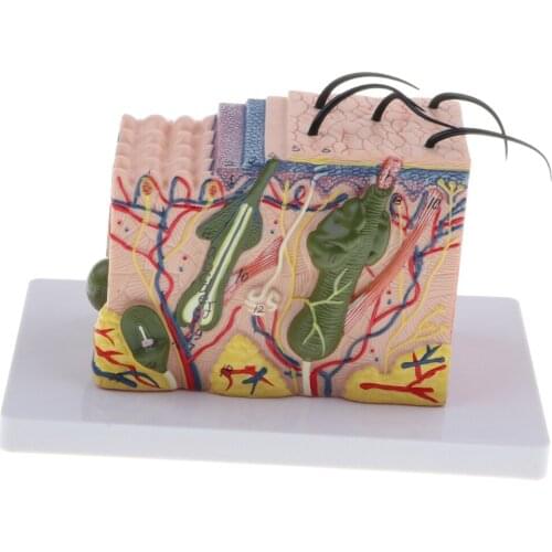 35X Enlarged Simulation Human Skin Structure Model Laboratory Demonstration Equipment Science Toy