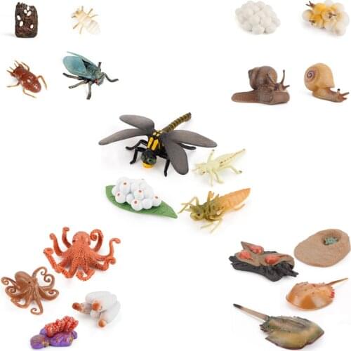 Simulation Insect Animal Model Figures Growth Cycle Cicada Snails Octopus Horseshoe Crab Lift Educational Toy For Kids Classroom