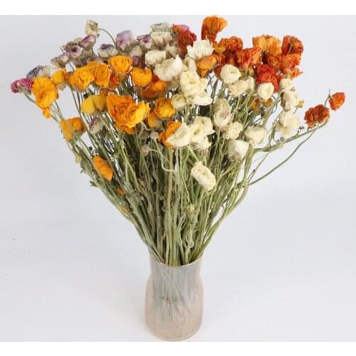 Real Dried Flower Ranunculus Asiaticus Home Decor Atificial Flowers Living Indie Room Decoration For Mothers Day Wedding Party