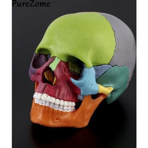 15pcs/set 4D Disassembled Color Skull Anatomical Model Detachable Medical Teaching Tool