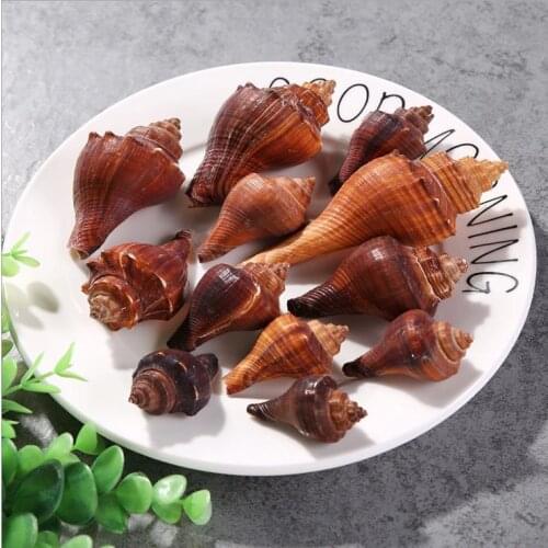 Brown Natural Cutting Sea Shell Slice for Craft Making Handmade 4cm-7cm