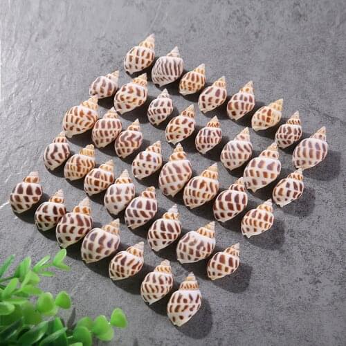 50pcs Marine natural sea star fish dongfeng conch shell Marine decoration aquarium aquarium furnishings wholesale
