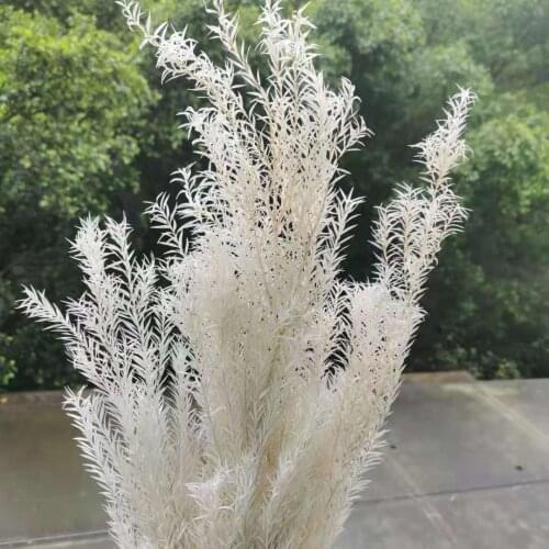 60g/25-40cm,Natural Preserved Melaleuca Bleach white Flowers Bouquet,Eternal Decorative Grass for Wedding Party Home Decoration