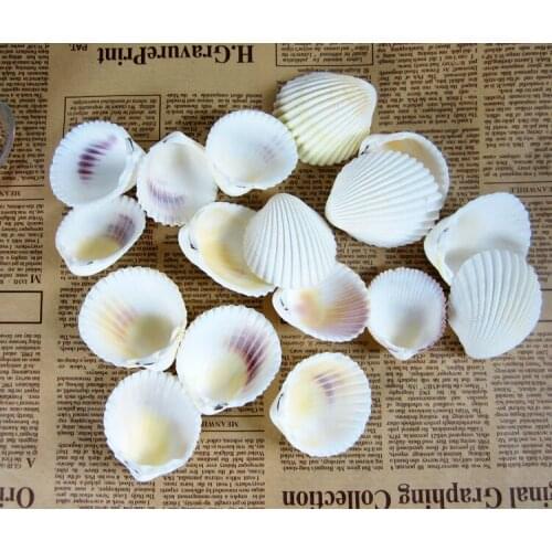 HappyKiss 5pcs Natural coconut shell white conch platform wall stick wedding tanks DIY decoration shells crafts
