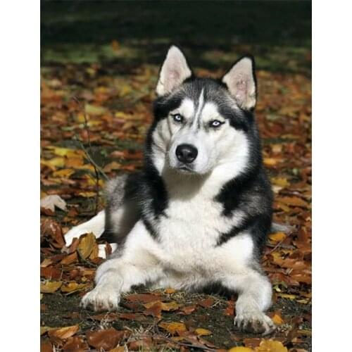 Diy 5d mosaic embroidery puzzle Husky Animal cute dog painting with diamonds square round drill handicraft wall picture YG1809