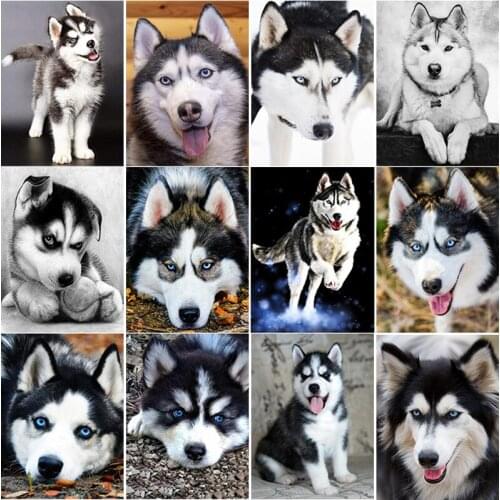 5D Diamond Painting Cat DIY Full Circle Diamond Inlaid Animal Cross Stitch Mosaic Embroidery Kit Home Decoration Gift