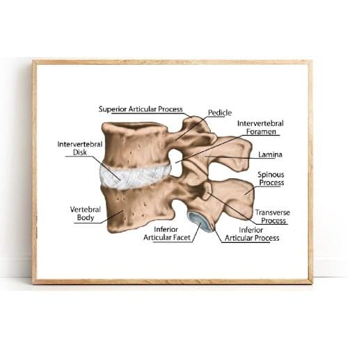 Human Lumbar Vertebra Bone Prints Medicine Anatomy Educational Poster Orthopedics Doctor Office Wall Art Decor Canvas Painting