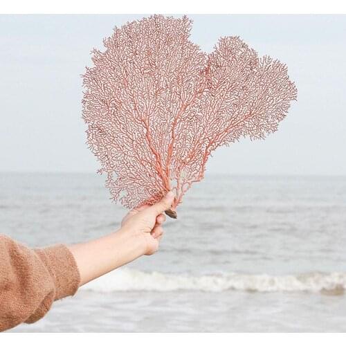 Natural Conch Shell Red Sea Willow Sea Iron Tree Submarine Coral Tree Framed Photo Frame Decoration Landscaping Home Decoration