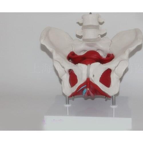 Two stage lumbar pelvic muscle model female pelvic model gynecological uterine attachment