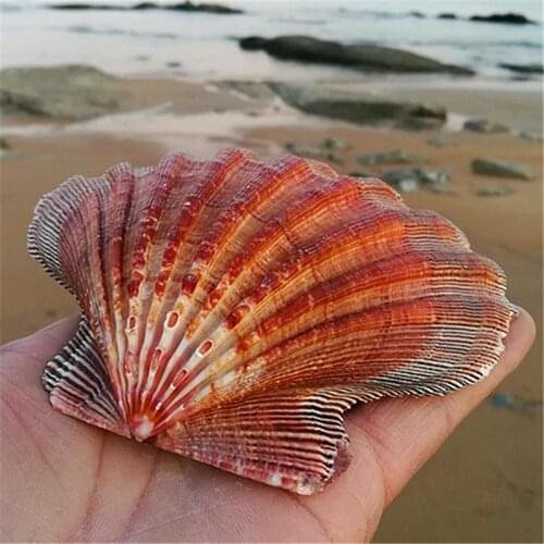 Natural conch large scallop shell fish tank aquarium decorative Home Decoration shell big white seashells