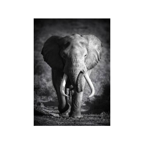 New Black White Diamond Cross Stitch Full Square Diamond Painting Animal Diamond Embroidery Sale Mosaic Craft Kit