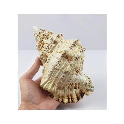 Large Frog Snail Natural Conch Seashell Stone Snail Decoration Table Fish Tank Landscaping Super Large Conch Home decoration