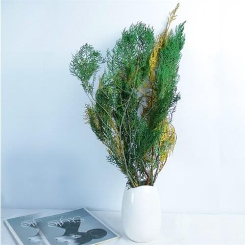 100g Preserved Plant Natural Dried Pants, Photography Props Room Garland Wall Artificial Greenery Tree Branches For Decoration