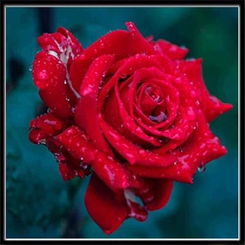 Flower DIY Embroidery Cross Stitch 11CT Kits Craft Needlework Set Cotton Thread Printed Canvas Home Decoration On Dropshipping