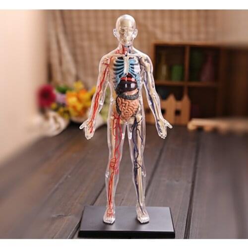 Anime 4D Master Vision 13" TRANSPARENT HUMAN BODY Funny ANATOMY MODEL Medical Skeleton Anatomical Science Educational Toys
