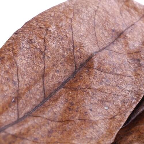 20Pc catappa leaves almond tree aquarium clean tool terminalia leaf about 50-60g
