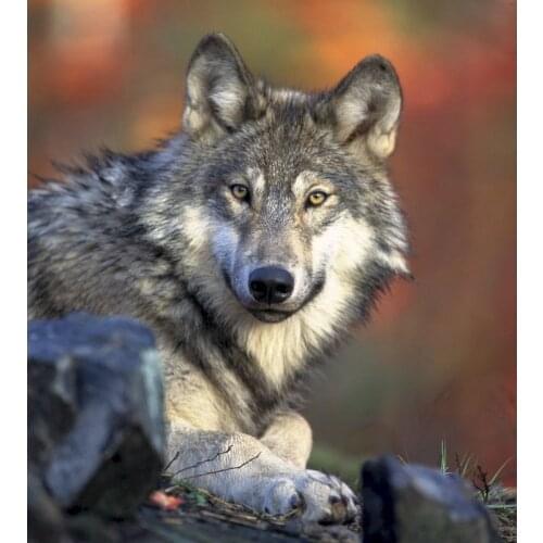 GATYZTORY Coloring By Numbers Wolf Acrylic Handpainted Wall Art Painting By Numbers For Children Animal Kits Home Decor