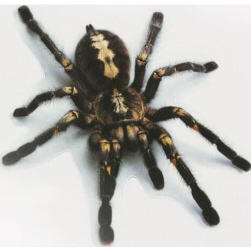 1Pcs/2Pcs 3D Spider Sticker Funny Car Head Tail Personality Spider Stickers Decal Decor DIY Decoration