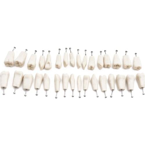 32pcs Teeth for ADC Accredited Dental Model Teeth Model Teaching Demonstration