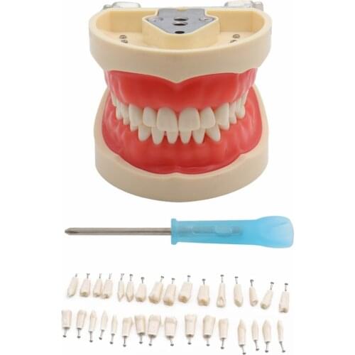 Dental Teaching Model Teeth Model Standard Model with 32 Screw-in Teeths Demonstration Soft Gum