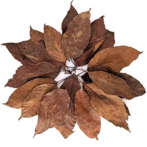 Natural Dry Leaves DIY Epoxy Resin Filling Jewelry Making Home Decoration Photo Prop Photography Shoots 10pcs /bag
