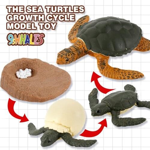 Educational Simulation Toy Simulation Animals PVC Sea turtles Growth Cycle Scene Design Simulation Powder Toy Decoration Gift