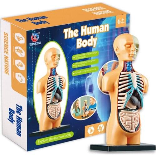Human Torso Body Model Anatomy Anatomical Medical Internal Organs Manikin Skeleton Model For Teaching Classroom Tools Ages 7