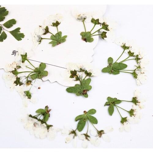 Natural Dried Flowers DIY Handmande Floral For Cell Phone Case Decoration 120Pcs