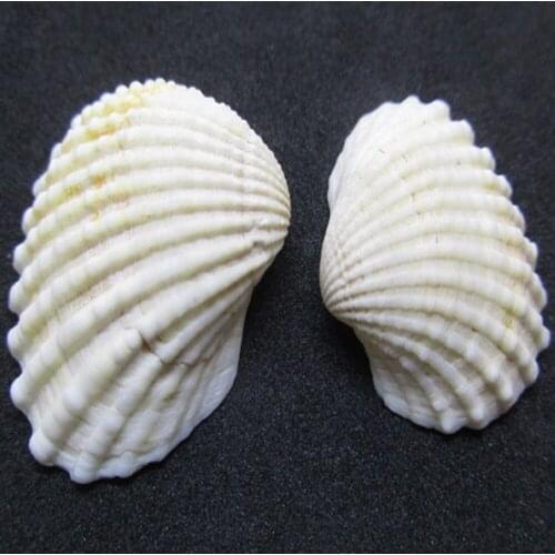 200g Mediterranean style DIY Mix Sea Shells Sea Natural Shells Craft Aquarium Decoration