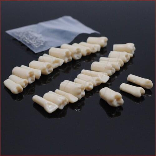 Dentist Exam Preparation Teaching Adult Tooth in Vitro Resin Teeth Model 32Pcs 28pcs