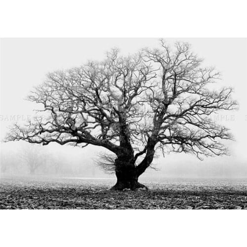 OLD OAK TREE BLACK WHITE Art print Silk poster Home Wall Decor