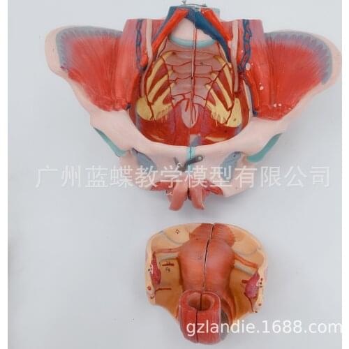 71 marks PVC Woman Pelvis Floor Muscle Human Skeletal Model 20*27*18 Nerve Entrails Model Pelvis with Genital