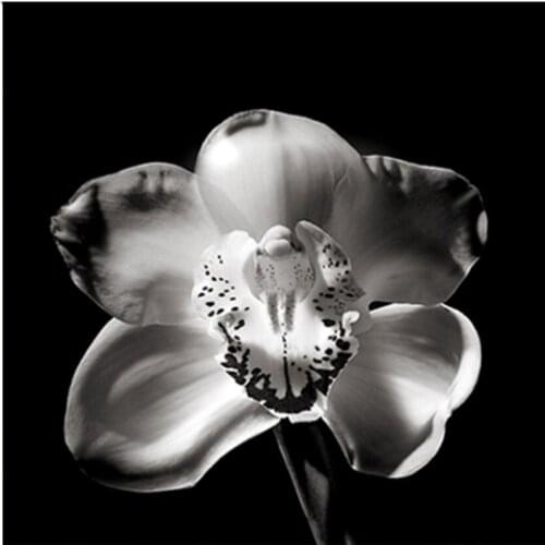 Full 5D DIY daimond painting Nordic Black And White Flowers Picture Of Rhinestone Diamond Embroidery Mosaic Decor